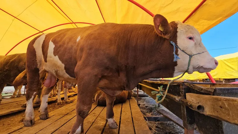 850 kiloluk ‘Yıldız' 285 bin TL'ye satıldı