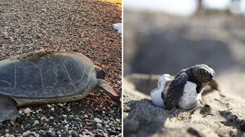 Carettalar Mersin'e Döndü! İlk Yumurtalar Sahile Bırakıldı