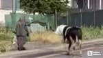 Akyurt'ta Dehşet! Kaçan Dana Yaşlı Kadını Böyle Yaraladı