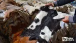 Ankara Büyükşehir Belediyesi kurban atıklarını ücretsiz toplayacak