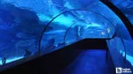 Ankara'daki Aqua Vega'ya 'Okyanusların Kralı' geliyor