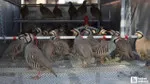 Bakanlık duyurdu: Keneyle mücadele için doğaya salınacaklar!
