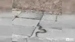 Beypazarı'nda sokak ortasında görülen yılan tedirgin etti