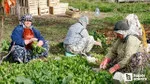 Beypazarı'nda tarım işçilerinin günlük yevmiye ücreti ve çalışma saatleri belirlendi