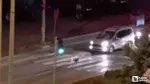 Beypazarı'nda yaya geçidini kullanan kazlar kameraya takıldılar