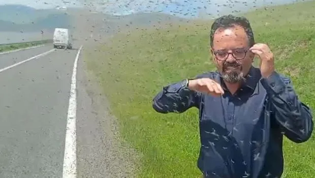 Çıldır Gölü çevresinde 'yeşil sinek' istilası! 'Değişik bir manzara ve biraz da ürkütücü'