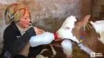 Çubuk'ta 16 yaşında başlayan hayvancılık macerası büyük bir hikayeye dönüştü