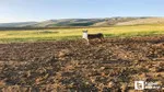 Elmadağ’da kafasında çuval bulunan eşeği çoban kurtardı