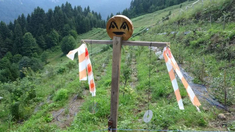 Emekli öğretmenden örnek davranış; dağ başında kurdu