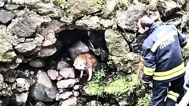 Fethiye’de Dere Yatağında Mahsur Kalan Köpek Kurtarıldı