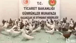 Gümrükte Güvercin Şoku! 85 'Cancan' Yakalandı!