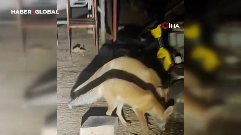 Tilki Ailesi Her Akşam Bu Evde! Şaşırtan Dostluk Hikayesi