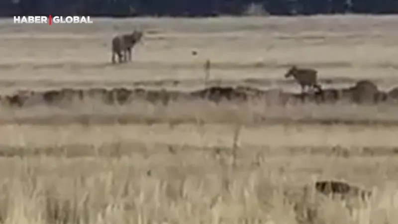 Kars'ta şaşırtan anlar: Kurt sürüsü böyle görüntülendi