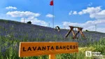 Kartpostallık resim için şimdi tam zamanı! Ankara'nın en güzel 3 lavanta bahçesi hem de bedava