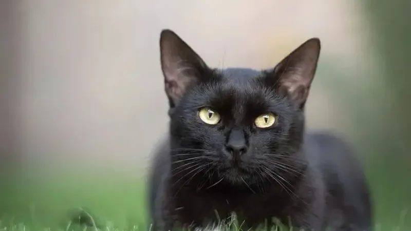 Kedi sahiplerinin çoğu bilmiyor: Evde bu çiçek varsa dikkat