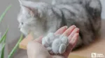 Kedi tüyü öldürür mü? Akciğere kedi tüyü kaçması belirtileri