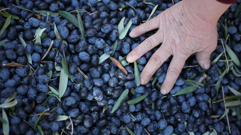 Manisa'da Zeytin Şoku! Ünlü Marka Konkordato İlan Etti!