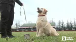 Ankara'da Su Kaçaklarına Köpekli Çözüm! Hassas Burunlar Devrede