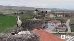 Leylekler ve Flamingolar Ankara'da! Sarıyar Barajı'nda Bahar Coşkusu!