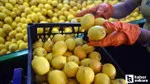 Limon İhracatına Yeşil Işık! Kısıtlama Kalktı, Fiyatlar Ne Olacak?