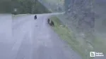 Beypazarı'nda Ayı Sürprizi! Eve Giderken 3 Ayıyla Burun Buruna!