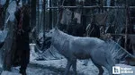 Game of Thrones Ulukurtları Gerçek Oldu! 12 Bin Yıl Sonra Diriliş