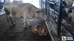Gıdada Yapaylığa Son! Doğal Yaşamın Sırrı Bu İneklerde Mi?