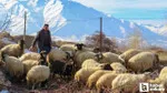 Hayvancılık Desteği: Başvurular Yarın Başlıyor! Kaçırma!