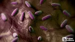 Listeria Tehlikesi! L. monocytogenes Bakterisi Öldürüyor Mu?