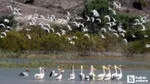 Nallıhan'da Foto Safari Heyecanı! O Tarihler Arasında Kaçırmayın!