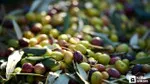 Zeytin Üretiminde Şok Değişim! Türkiye Zirvede!