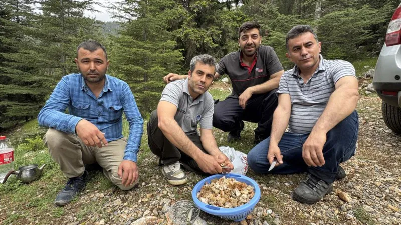 Göbelek Altını: Mersin'de Kuzugöbeği Mantarı Sevinci!