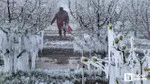 Zirai Don Araştırma Komisyonu Toplanıyor! Çiftçi Ne Beklemeli?