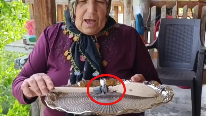 Parmak büyüklüğündeki böcek korkuttu! Cezası 557 bin 212 TL