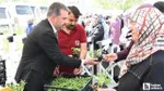 Pursaklar Belediyesi ata tohumu sebze fidesi dağıttı