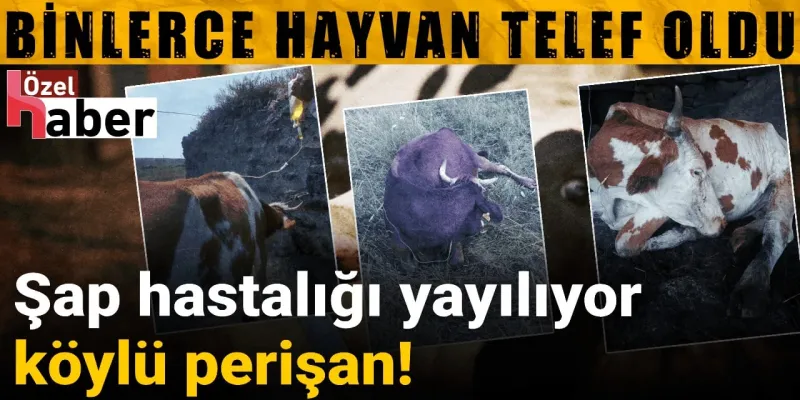 Şap hastalığı yayılıyor hayvanları telef olan köylü perişan!