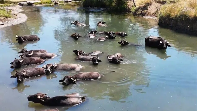 Tanzanya değil Erzincan; belgeselleri aratmayan görüntü