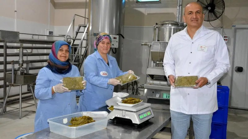 Yaprak deyim geçmeyin Manisa’daki coğrafi işaretli asma yaprağı dünya sofralarının lezzeti