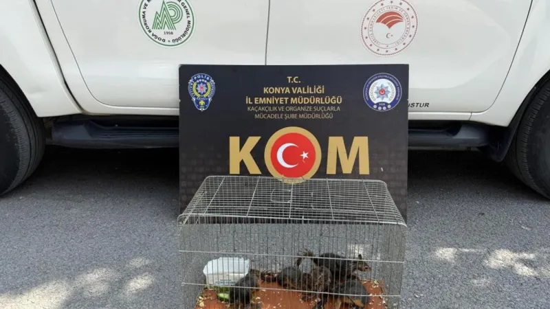 Yasadışı sincap ticaretine operasyon!